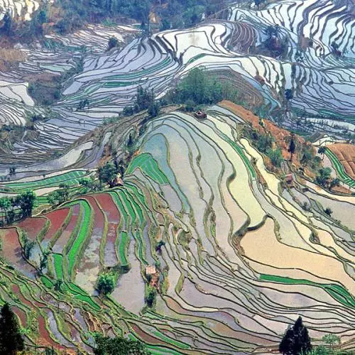 terrace field yunnan china