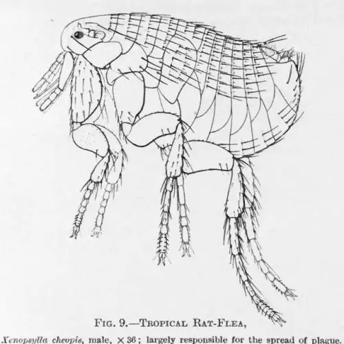 Xenopsylla cheopis - Rat flea