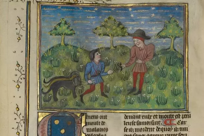 A Doctor, a Hunter, and Three Sick Dogs